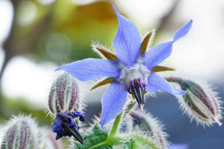 Herb Borage