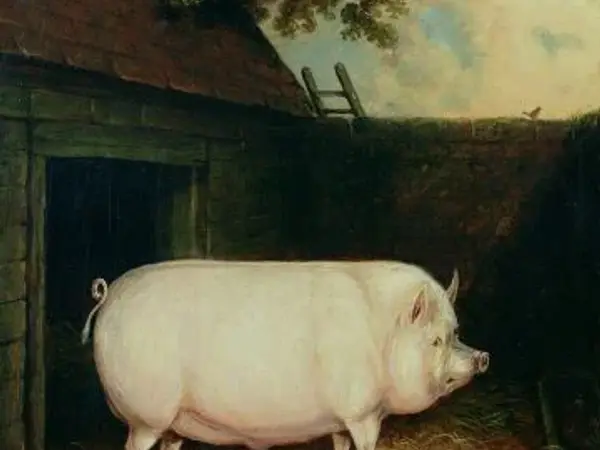 【英国朝食の定番】イギリス人の大好物！イングリッシュブレックファーストの肉とは～ベーコン